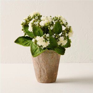 Magnolia Potted Bouvardia Flower